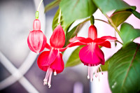 flowers010