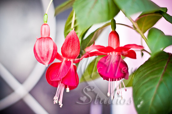 flowers010