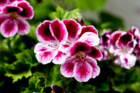 flowers006
