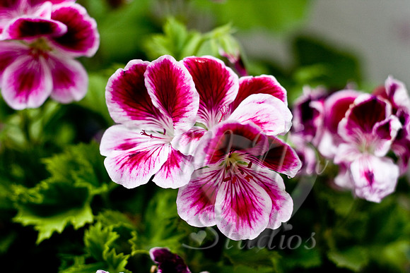 flowers006