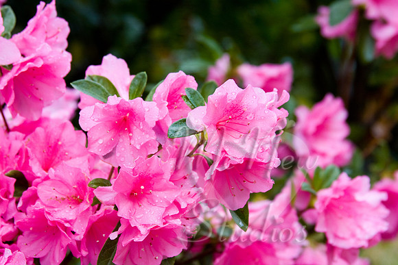flowers_021
