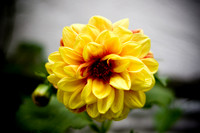 flowers015