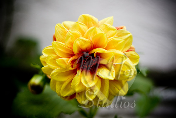 flowers015