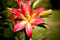 flowers016