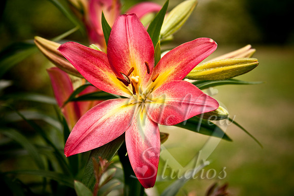 flowers016