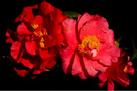 flowers018