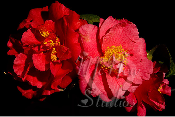 flowers018