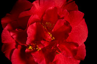 flowers020