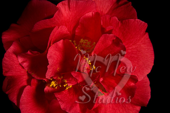 flowers020