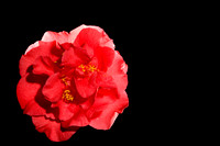 flowers019