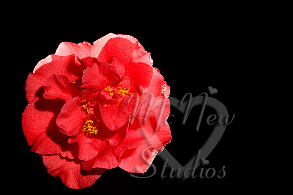 flowers019