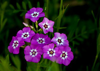 flowers017