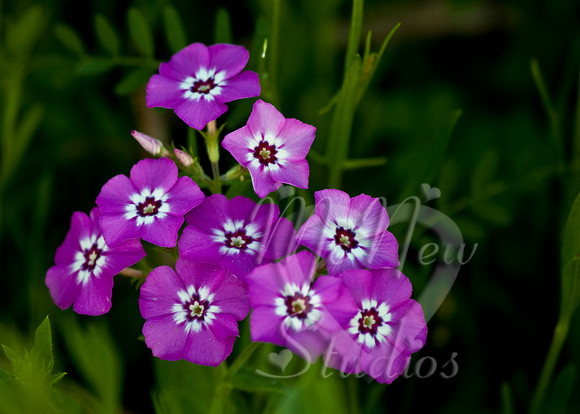 flowers017