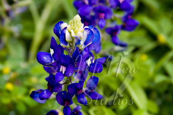 flowers_022
