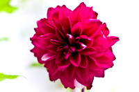flowers014