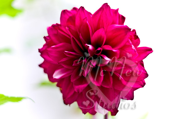flowers014