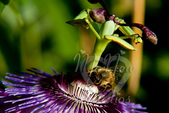 passion flower_002