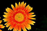 flowers004