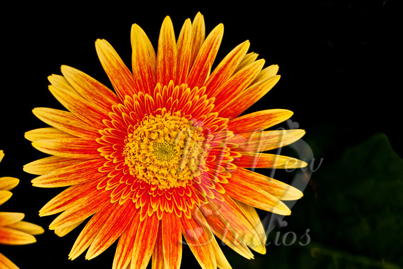 flowers004