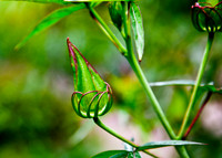 flowers001