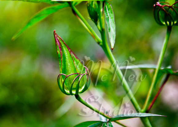 flowers001