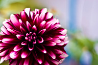 flowers005