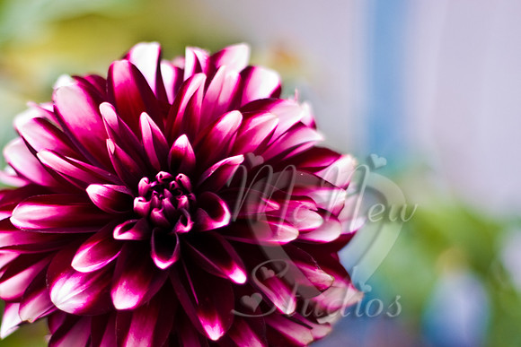 flowers005