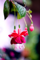flowers013