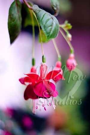 flowers013