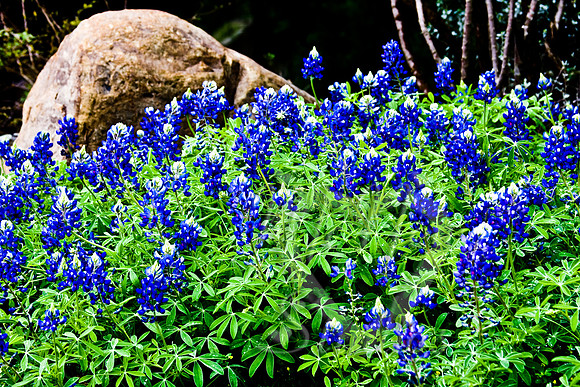 flowers_023