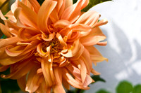 flowers011