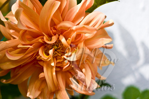 flowers011