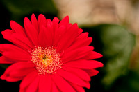 flowers003