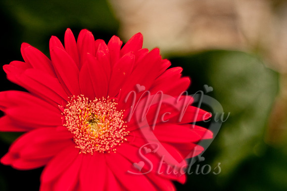 flowers003