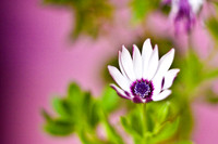 flowers009