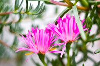 flowers012