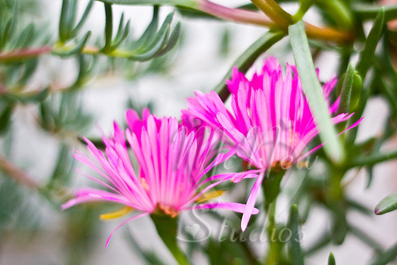 flowers012