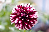flowers007