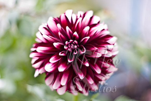 flowers007