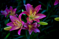 flowers002
