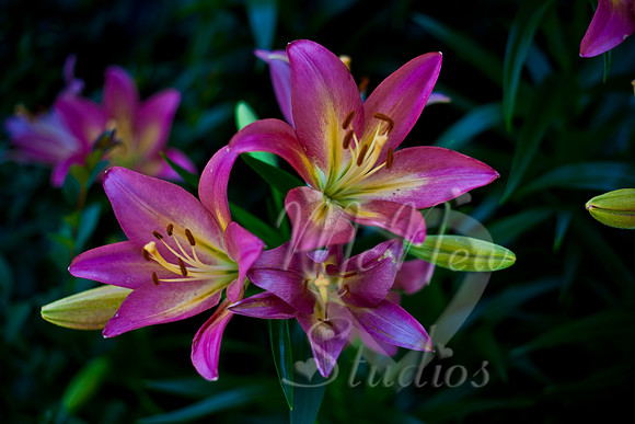 flowers002