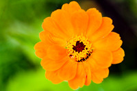 flowers008