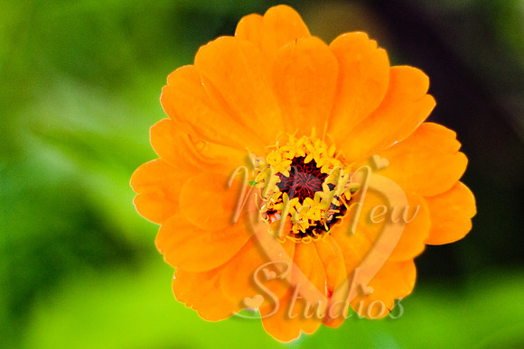 flowers008